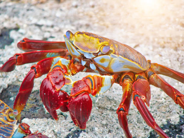 istock Galapagos, Puerto Ayora 1040179940
