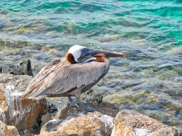 istock Galapagos, Puerto Ayora 1040180076