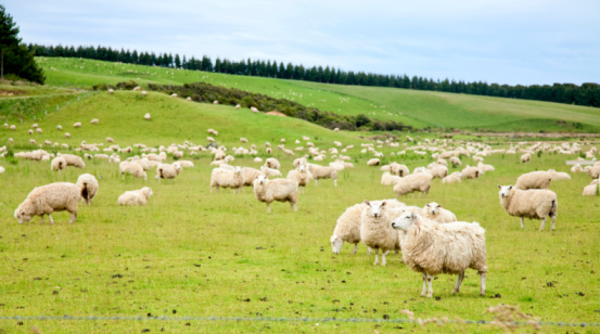 Sheep graizing on filed. Rural Landscap - Transilvania, Romania
