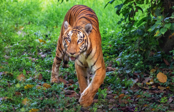 istock Fierce Bengal tiger pose at Indian wildlife reserve. 1040189632