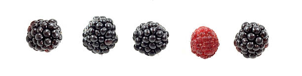 amora silvestre e amora silvestre - blackberry fruit mulberry isolated - fotografias e filmes do acervo