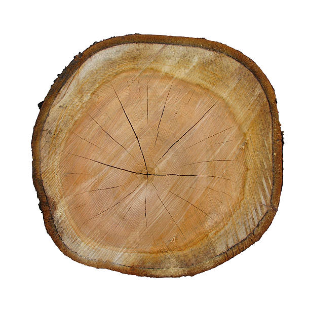 istock Wood rings - cross section 104020026