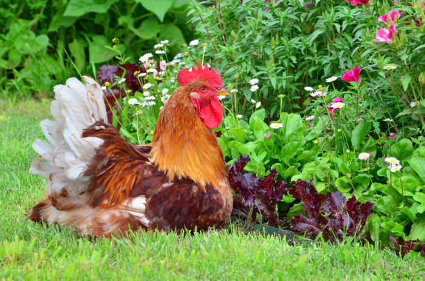 istock Poultry rooster thoroughbred motley beautiful 1040206698