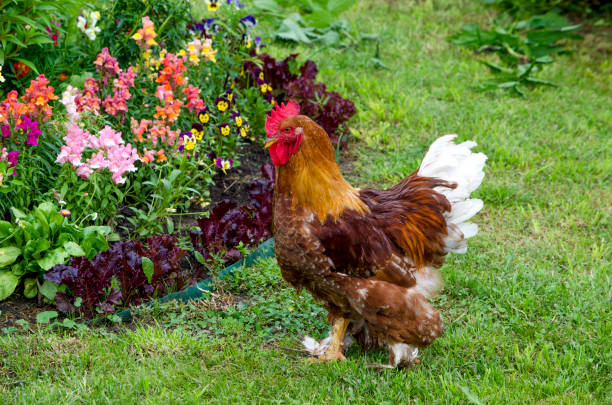 istock Poultry rooster thoroughbred motley beautiful 1040207948