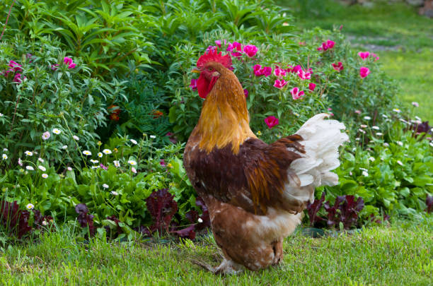 istock Poultry rooster thoroughbred motley beautiful 1040208742