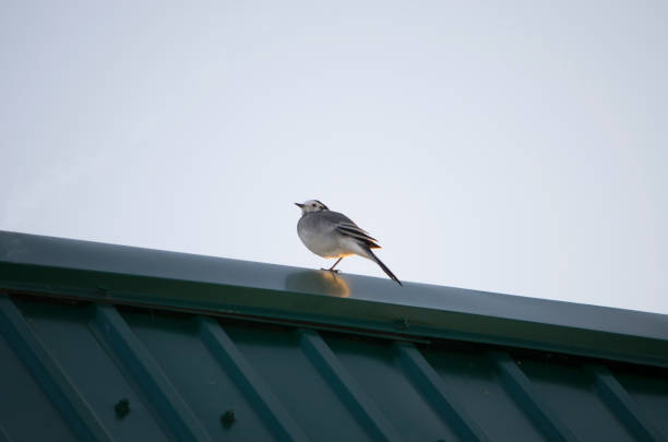 istock bird a wagtail sits on a roof 1040209354