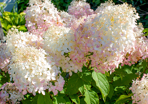Phanton cultivated flowers the hydrangea white-pink