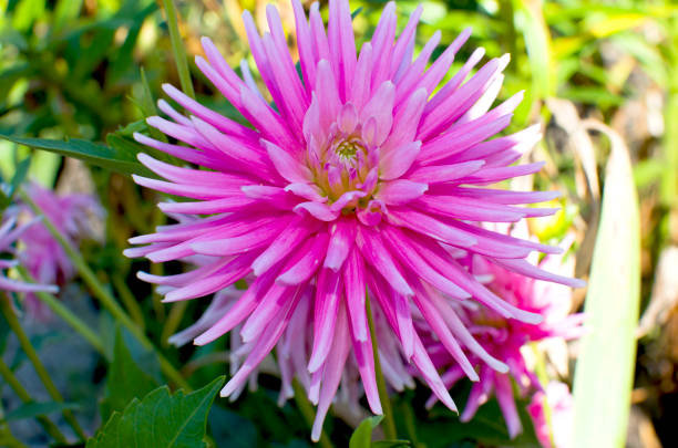 istock cultivated flowers dahlia beautiful pink 1040209518