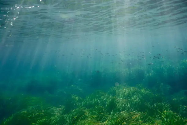 Photo of Underwater scene