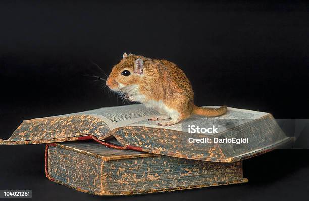 Animali Del Mouse - Fotografie stock e altre immagini di Gerbillo - Gerbillo, Leggere, Composizione orizzontale