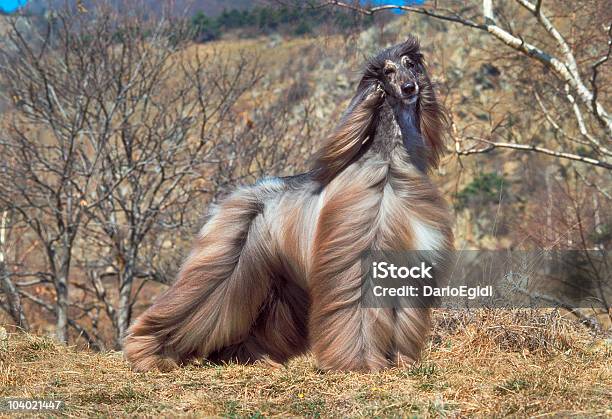 Animali Cane Segugio Afgan - Fotografie stock e altre immagini di Levriero afgano - Levriero afgano, Levriero, Cane