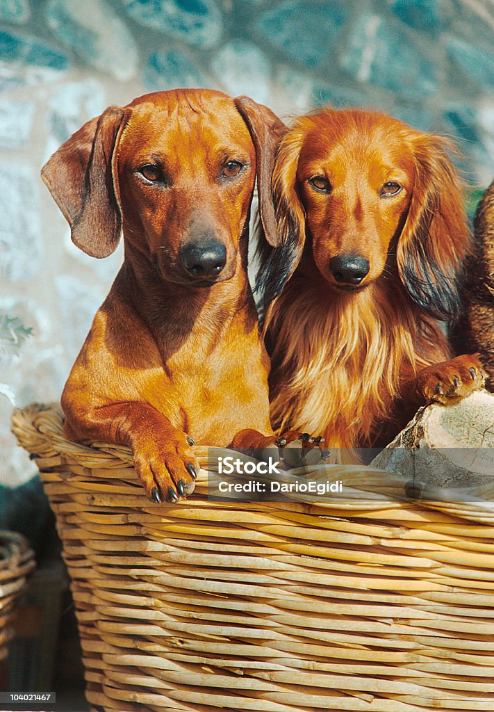 Due dachsund cani in un cesto di vimini - Foto stock royalty-free di Animale