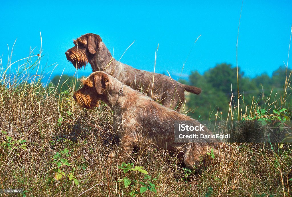 Animali cane Korthal - Foto stock royalty-free di Animale