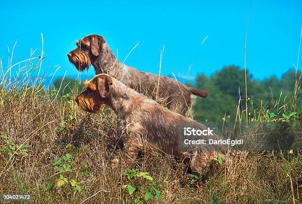 Animali Cane Korthal - Fotografie stock e altre immagini di Animale - Animale, Cacciare, Cane