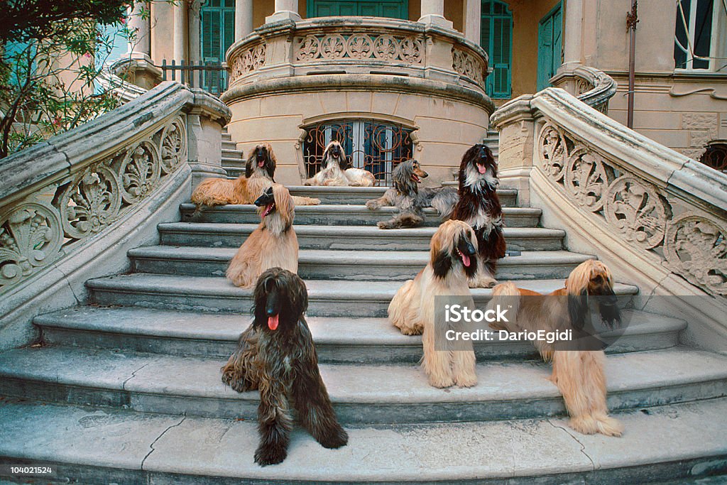 Animali cani afgano Cane segugio - Foto stock royalty-free di Levriero afgano