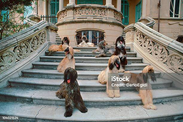 Animali Cani Afgano Cane Segugio - Fotografie stock e altre immagini di Levriero afgano - Levriero afgano, Animale, Cane