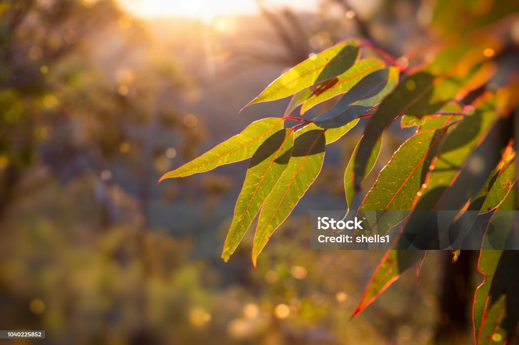 Golden hour in the bush. afternoon in the Australian Bush.  Sunlight glowing golden on a eucalyptus sapling. Australia Stock Photo