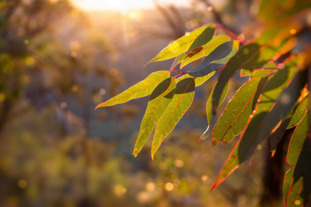 Golden hour in the bush. afternoon in the Australian Bush.  Sunlight glowing golden on a eucalyptus sapling. eucalyptus tree stock pictures, royalty-free photos & images