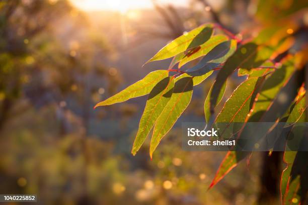 Golden Hour In The Bush Stock Photo - Download Image Now - Australia, Eucalyptus Tree, Bush