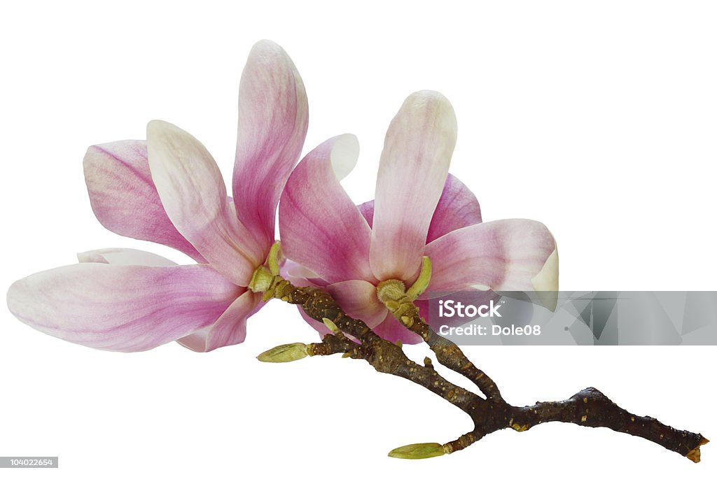 Magnolia Blumen - Lizenzfrei Ast - Pflanzenbestandteil Stock-Foto