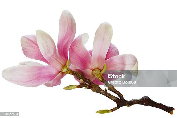 Magnolia Blumen Stockfoto und mehr Bilder von Ast - Pflanzenbestandteil - Ast - Pflanzenbestandteil, Blume, Blühend