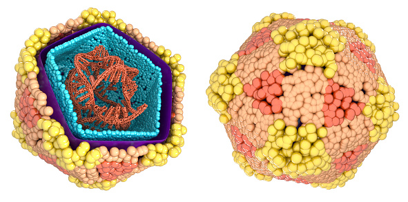Coxsackie virus internal structure, 3d illustration set isolated on white