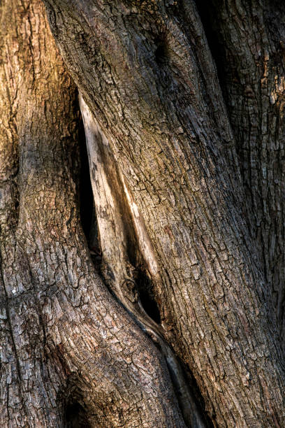 istock Close-up of tree trunk background in nature 1040232866