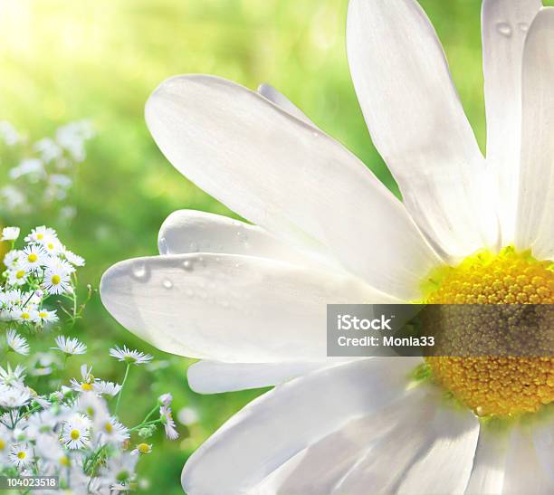 Marguerite Primer Plano Foto de stock y más banco de imágenes de Contraluz - Contraluz, Planta de manzanilla, Amarillo - Color