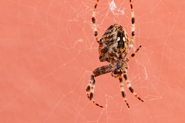 Spider in the web Underside of a cross spider arachnology stock pictures, royalty-free photos & images