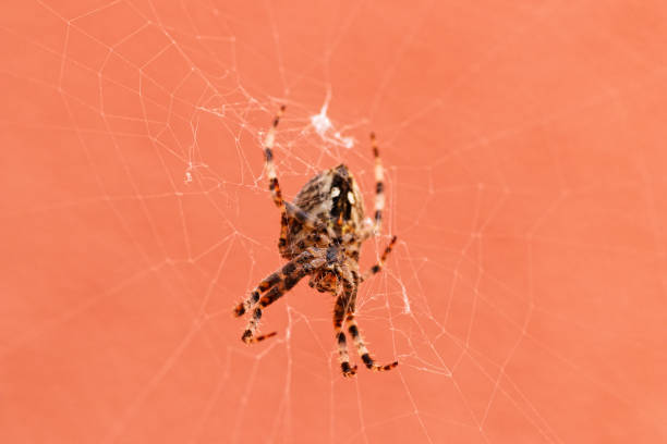 Spider in the web Underside of a cross spider arachnology stock pictures, royalty-free photos & images