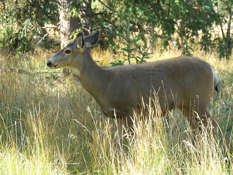 Whitehorse,Canada-September 10, 2018: Mule Deer at Yukon wildlife Preserve