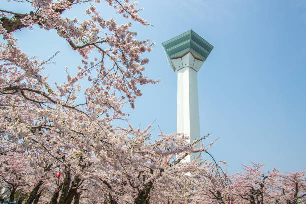Hakodate,Hokkaido,Japan on April 29,2018:Springtime at Goryokaku Tower,with fully-bloomed cherry blossoms in the foreground. Goryokaku is a massive star-shaped, western style fortress built towards the end of the Edo Period. There are about 1600 cherry trees planted along its moats making it one of Hokkaido's best cherry blossom spots.The observation deck of the nearby 107-meter tall(Goryokaku Tower) offers a bird's eye view of the star-shaped fort and cherry trees. hakodate stock pictures, royalty-free photos & images