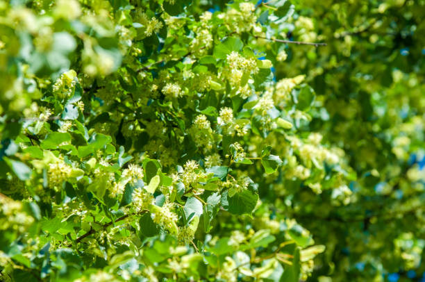 istock Lime tree flowers. phony, faked, phoney 1040245370