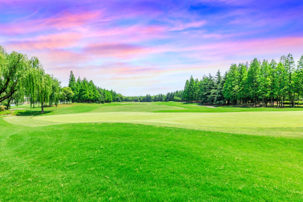 istock Green lawn and forest with sky sunset cloud landscape 1040249404