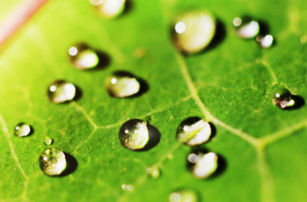 Photo of Close-up of raindrops  shining on a fresh green leaf