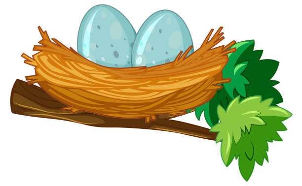 Two eggs in nest Two eggs in nest illustration birds nest with eggs stock illustrations