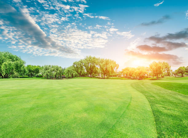 istock Green lawn and forest with sky sunset cloud landscape 1040253914