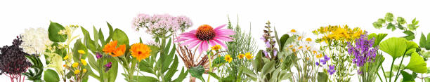 다양 한 의료 식물 - alternative medicine herbal medicine echinacea herb 뉴스 사진 이미지