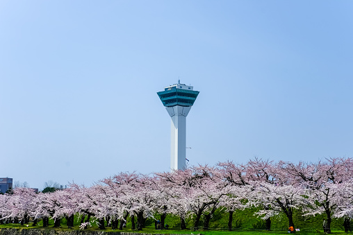 Hakodate,Hokkaido,Japan on April 29,2018:Springtime at Goryokaku Tower,with fully-bloomed cherry blossoms in the foreground.