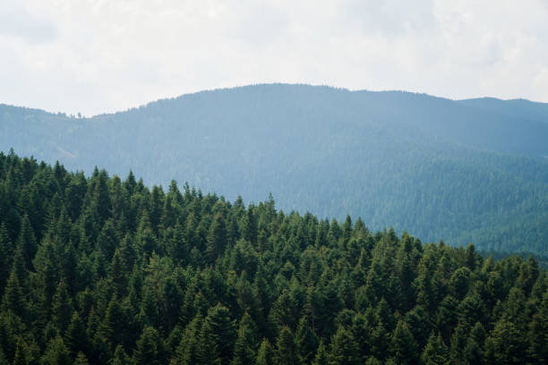 green pine trees