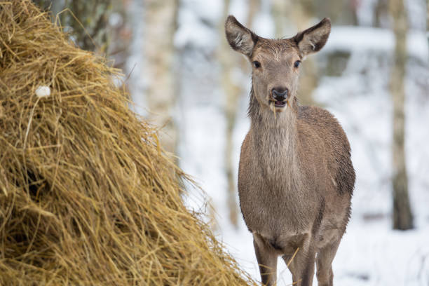 Small deer near hay in winter forest. Wild nature
