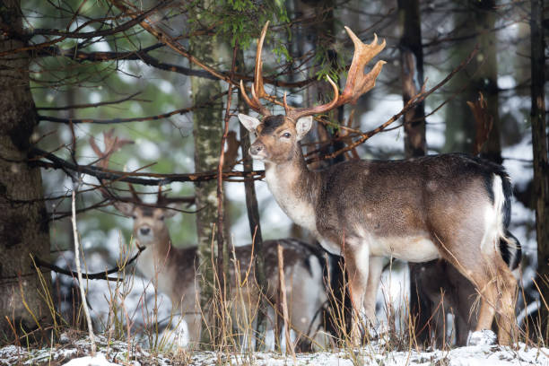 istock Fallow deer dama dama with big antlers looking at camera in winter forest behind the tree. Natural landscape. Animals in natural habitat. 1040270166