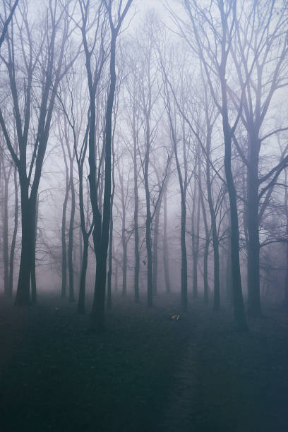 istock Beautiful winter forest in the mist 1040271324