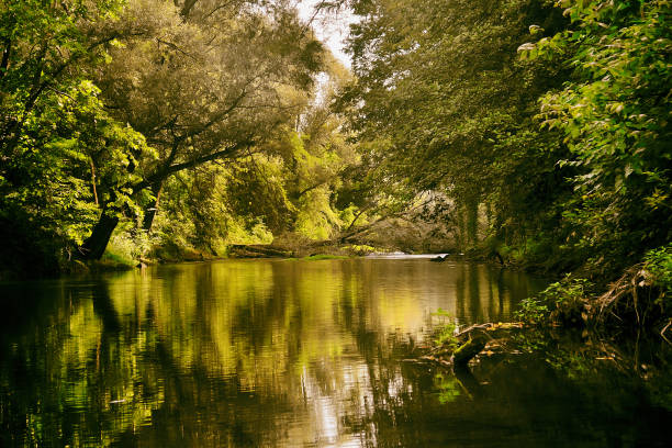 istock Gorgeous lake with tree reflections in Summer 1040278360