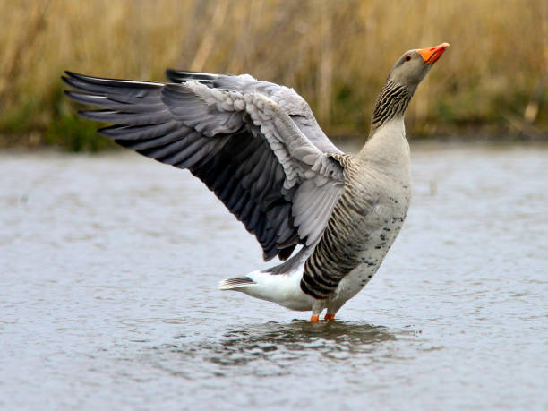 greylag goose a greylag goose showing his mighty wings, Uitkerkse polder, Belgium greylag goose stock pictures, royalty-free photos & images