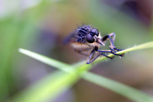 istock Robber fly on a blade of grass 1040284412