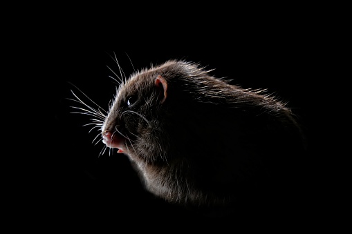 Shadow portrait of a rodent isolated on black background.