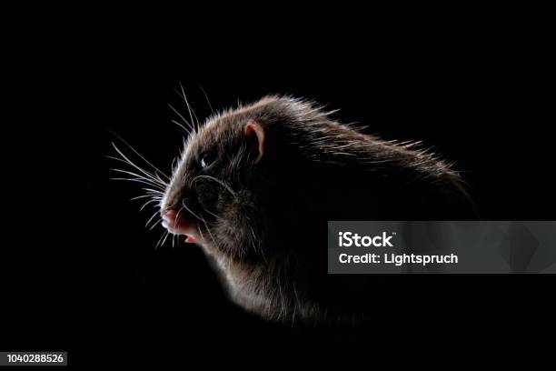 Shadow Portrait Of A Rodent Isolated On Black Background Stock Photo - Download Image Now