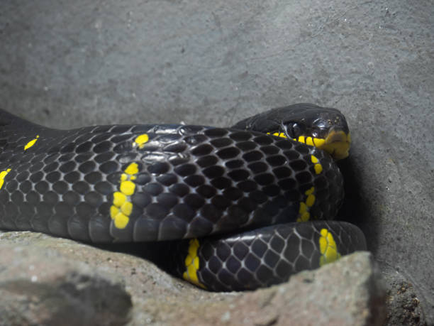 istock Close up Mangrove Snake or Gold-Ringed Cat Snake Coiled on The Ground, Selective Focus 1040289308