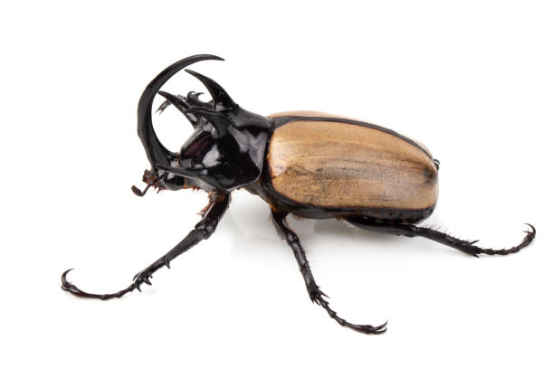 istock Yellow Five-horned rhinoceros beetle isolated on white background 1040289494